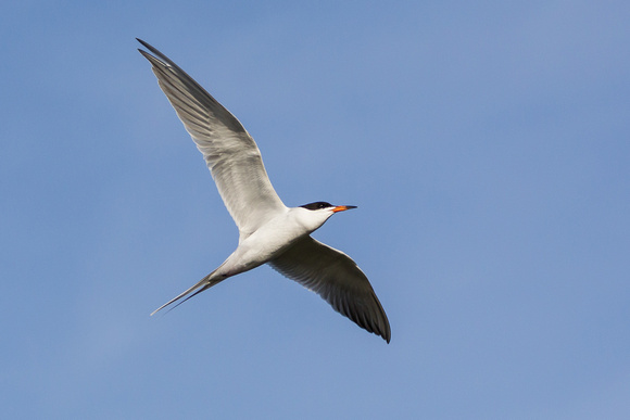 Forster's Tern in flight
