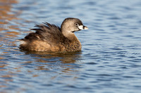Pied-Billed Grebe feather