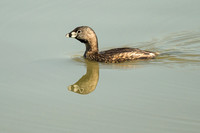 Pied Billed Grebe reflection