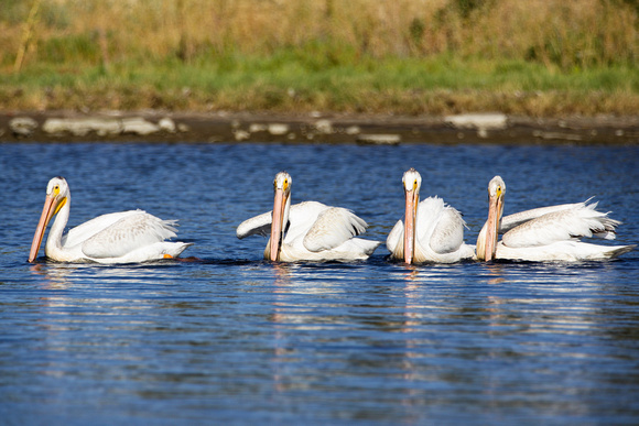 White Pelican Group