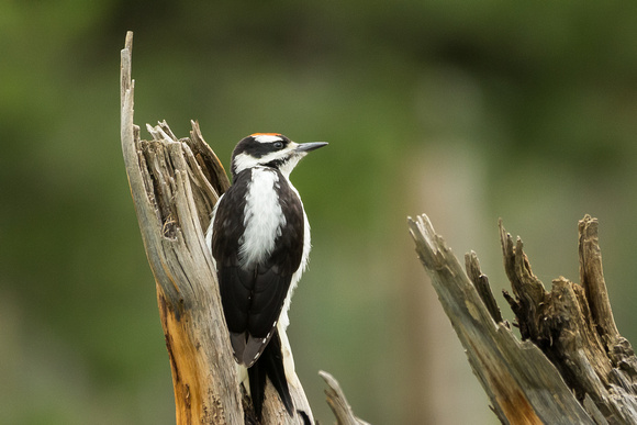 Nuttall's Woodpecker, Rocky Mountain National Park