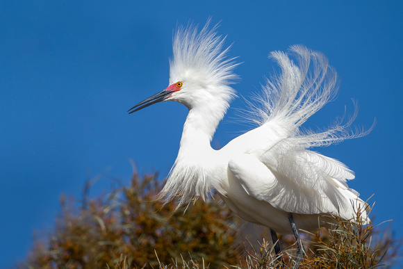 Snow Egret