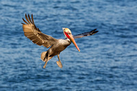 Brown Pelican