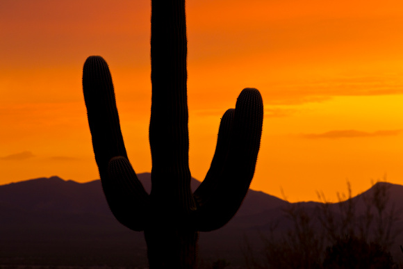 Saguaro sunset