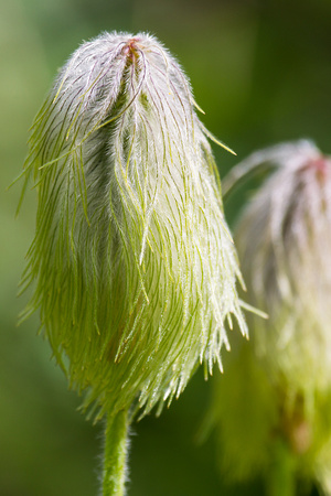 Pasqueflower Seedhead