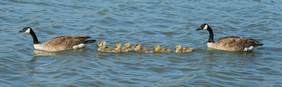 Canada Goose Family