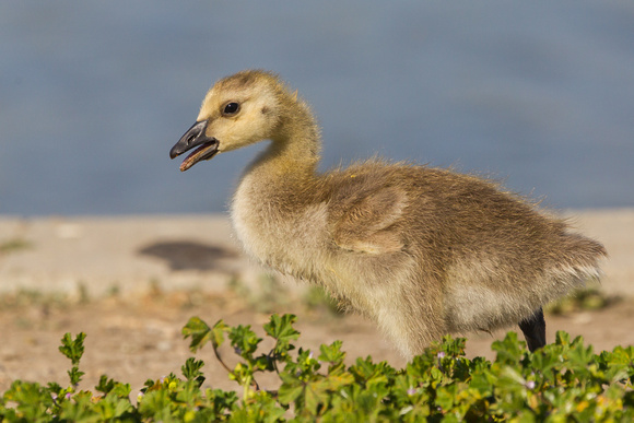Baby Canada Goose