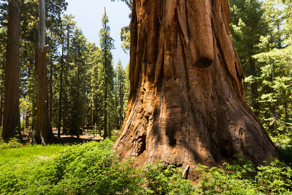 Yosemite Giant Sequoia