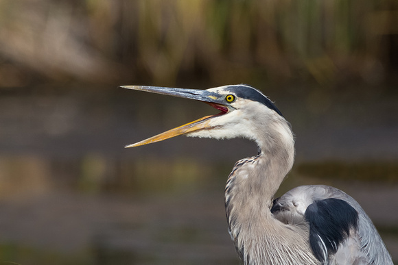 Blue Heron Open Mouth
