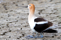 Avocet and baby