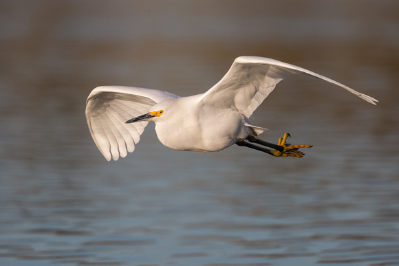 Snow Egret in flight
