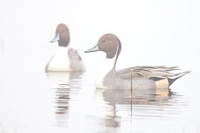 Northern Pintail