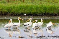 Pelicans
