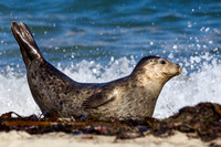Harbor Seal