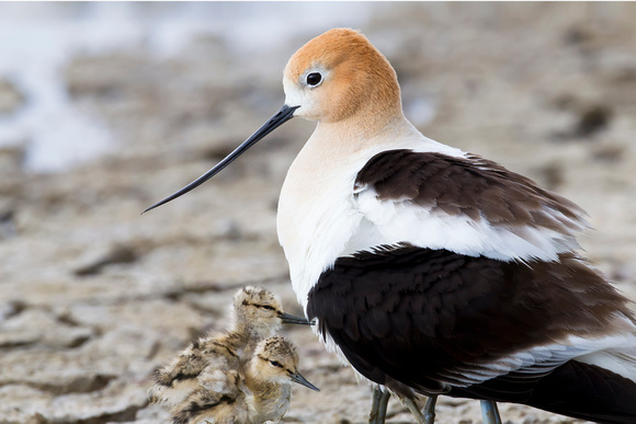 American Avocet and baby