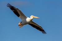 White Pelican