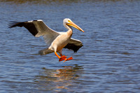 White Pelican
