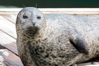 Harbor Seal
