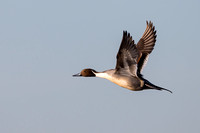 Northern Pintail in flight