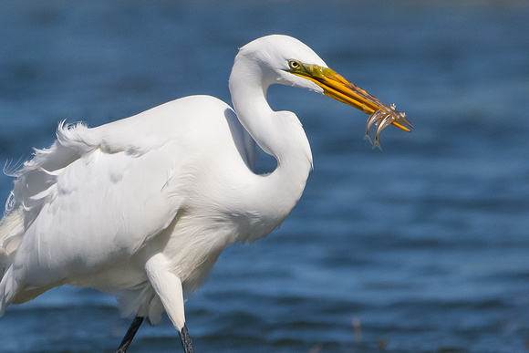 Great Egret Catch two fishes