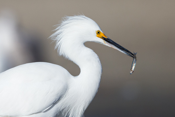 Snow Egret with fish