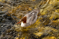 Merganser