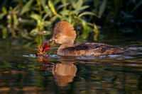 Female Hooded Merganser