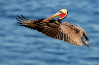 Brown Pelicans