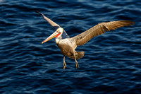 Brown Pelican